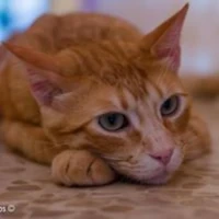 Adopta a Kiko Cariñitos