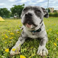 Adopta a Kai