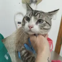 Adopta a Pepe