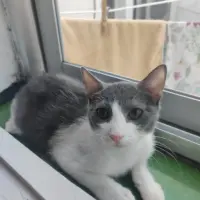Adopta a Gris