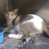Adopta a School