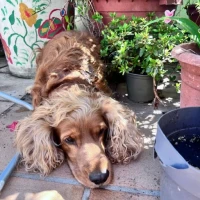 Adopta a Coco