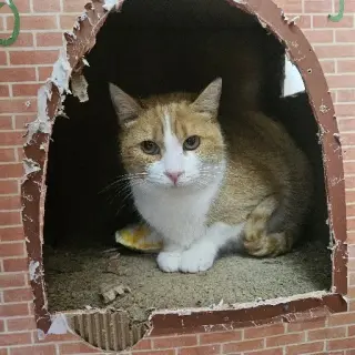 Fiona