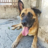 Adopta a Colo