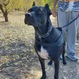 Adopta a Marea