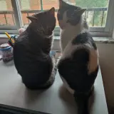 Adopta a Kiwi Y Sugus