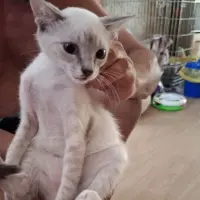 Adopta a Ninet