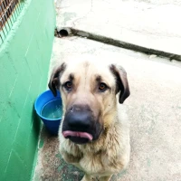 Adopta a Caco