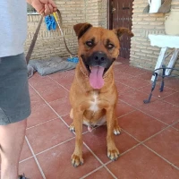 Adopta a Rex