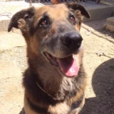 Adopta a Benji