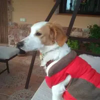Adopta a Leo