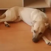 Adopta a Leo