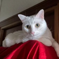 Adopta a Ulises
