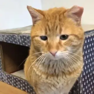 Pirata
