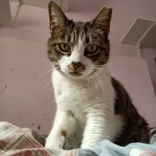 Spidercat
