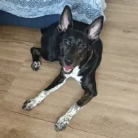 Adopta a Luna