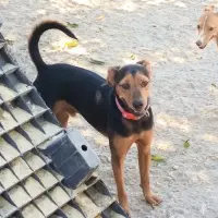 Adopta a Pepe, Tlf De Contacto 645978718