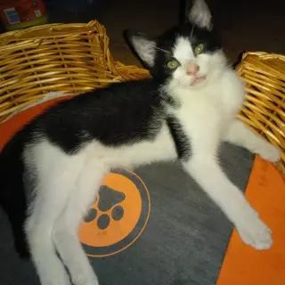 Pirata