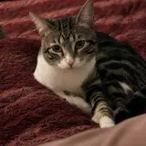 Adopta a Archi