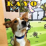 Adopta a Rayo
