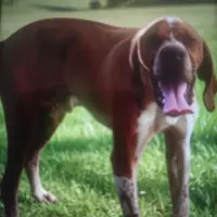 Adopta a Rambo
