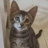 Adopta a Mimosa