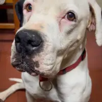 Adopta a Frick