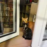 Adopta a Etna Y Loa