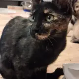 Adopta a Luna