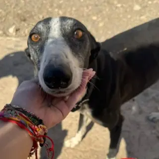 Lucilla