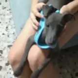 Adopta a Loky