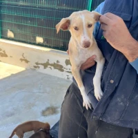 Adopta a Ángel