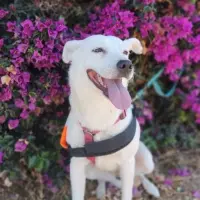 Adopta a Eira