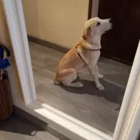 Adopta a Enzo