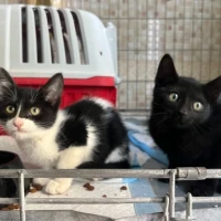 Adopta a Trufa Y Samba