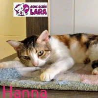 Adopta a Hanna