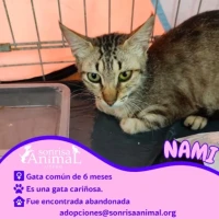 Adopta a Nami