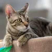 Adopta a Lucas