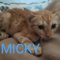 Adopta a Micky