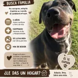 Adopta a Angel