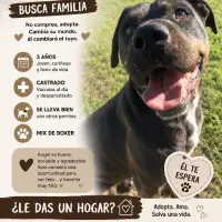 Adopta a Angel