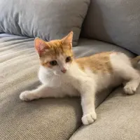 Adopta a Canela