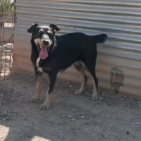 Adopta a Katrina