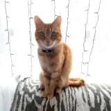 Adopta a Misi