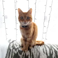 Adopta a Misi