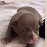 Adopta a No Tiene Nombre Aún