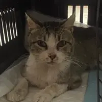 Adopta a Loki