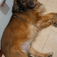 Adopta a Thor