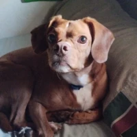 Adopta a Tayson
