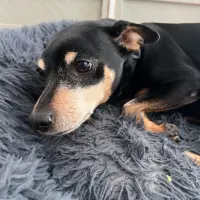 Adopta a Marcelo